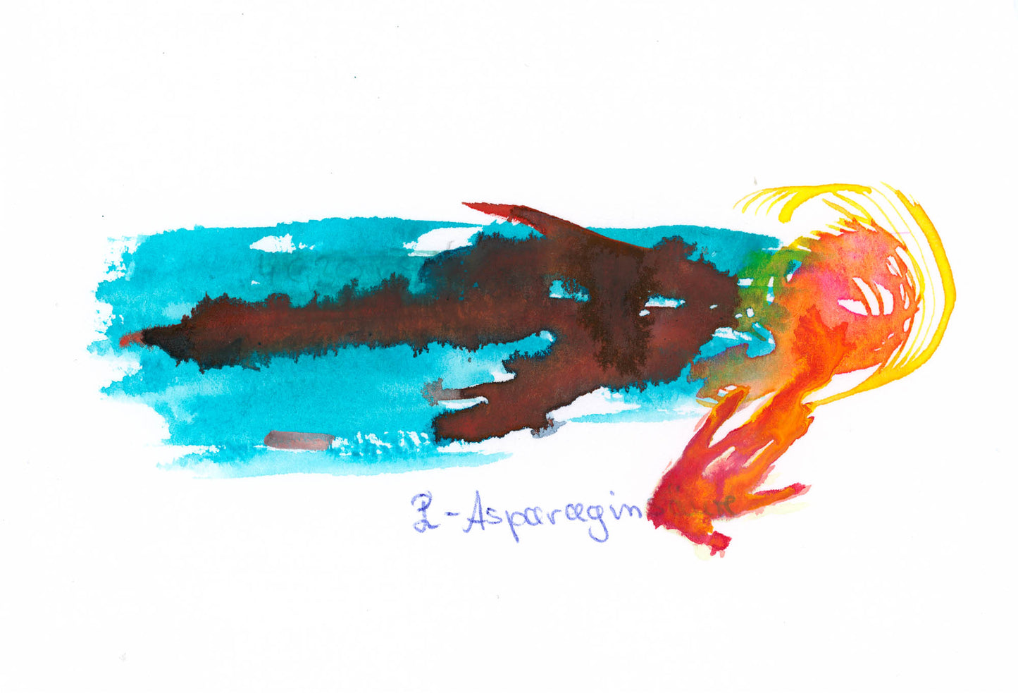 L-Asparagin