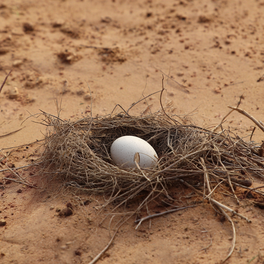 Neunfacher Knochentanz Meditation